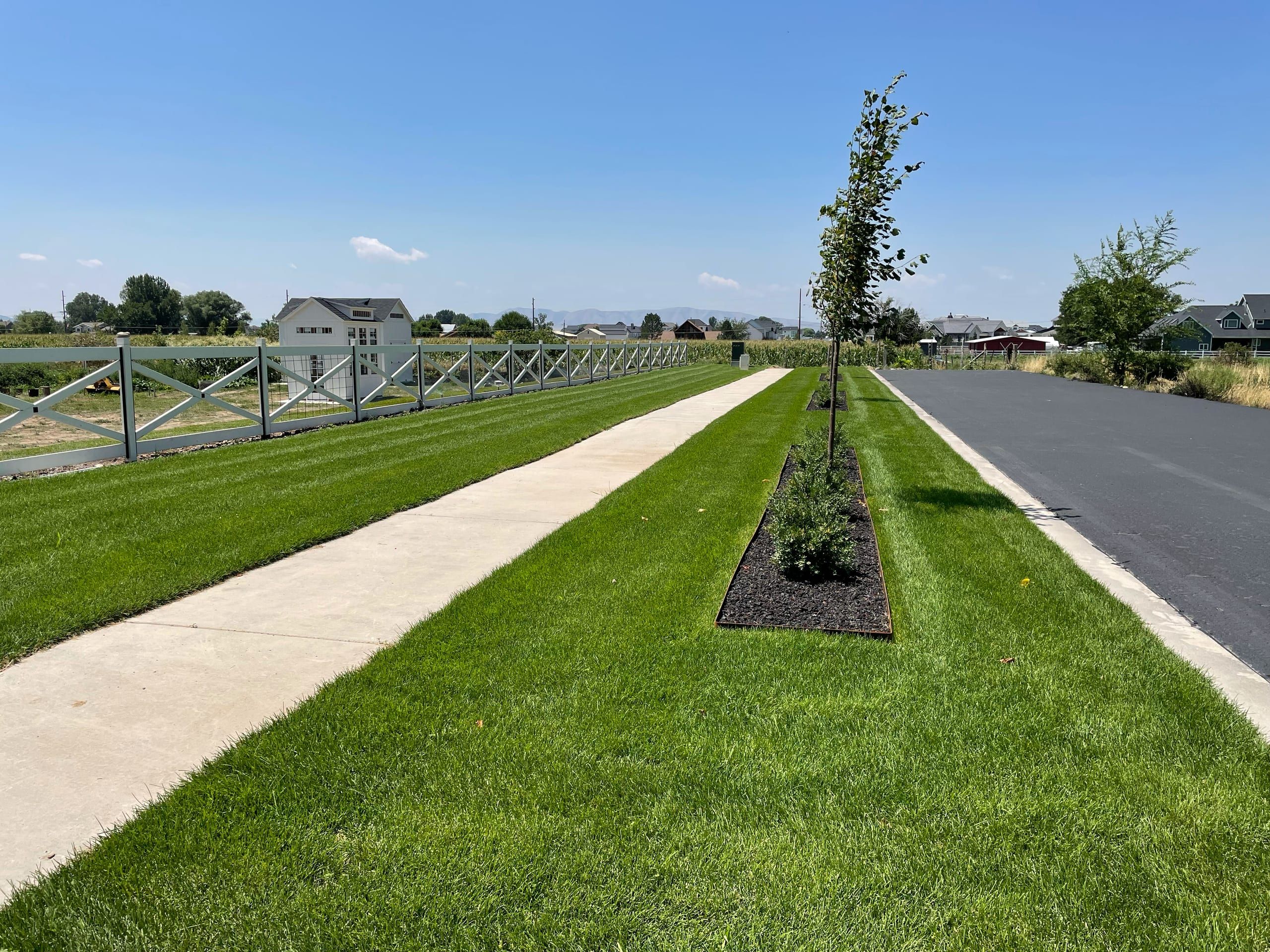 Green lawn on both sides of a sidewalk, with a young tree in a narrow mulch bed along the road