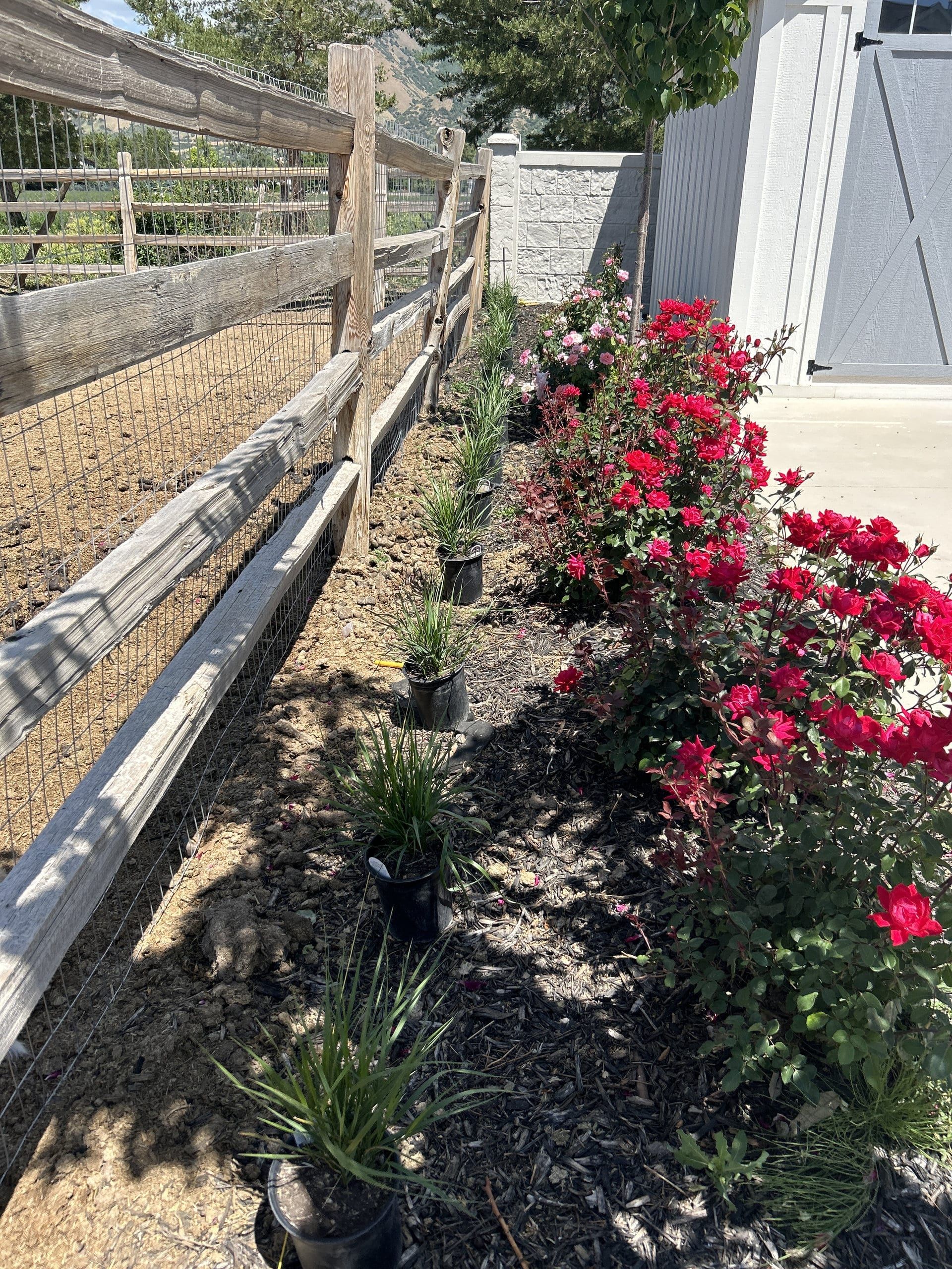 Red and pink rose bushes in a mulch bed, with grassy plants still in nursery pots set out along a weathered split-rail fence